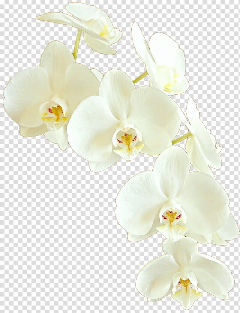 Cascading Orchids, white moth orchids in bloom transparent background PNG clipart