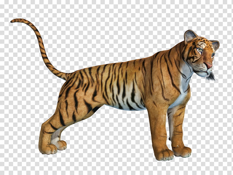 Tiger , tiger animal transparent background PNG clipart
