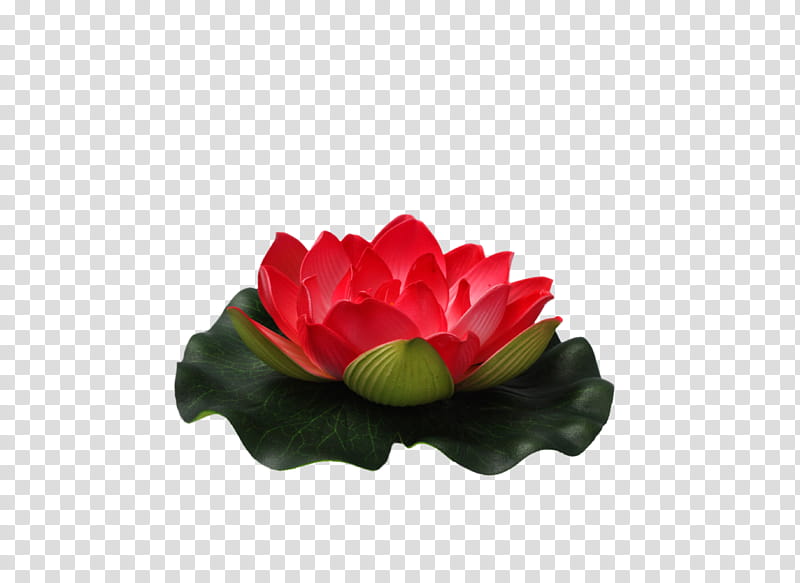 Flower, red lotus flower transparent background PNG clipart