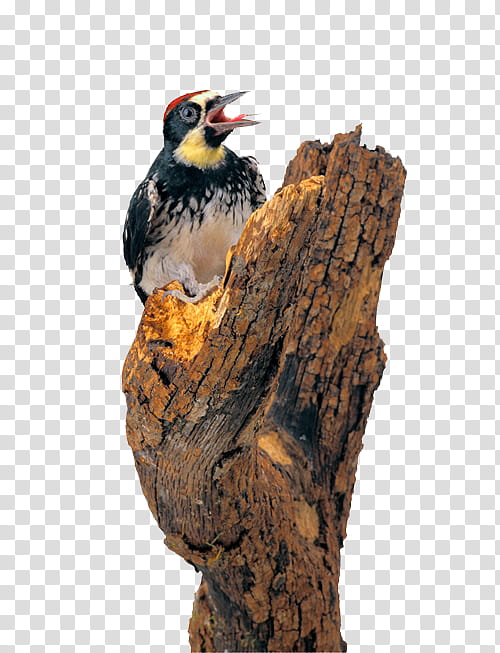 Cartoon Bird, Woodpecker, Dendrocopos, Piciformes, Animal, Beak, Incense, Perfume transparent background PNG clipart