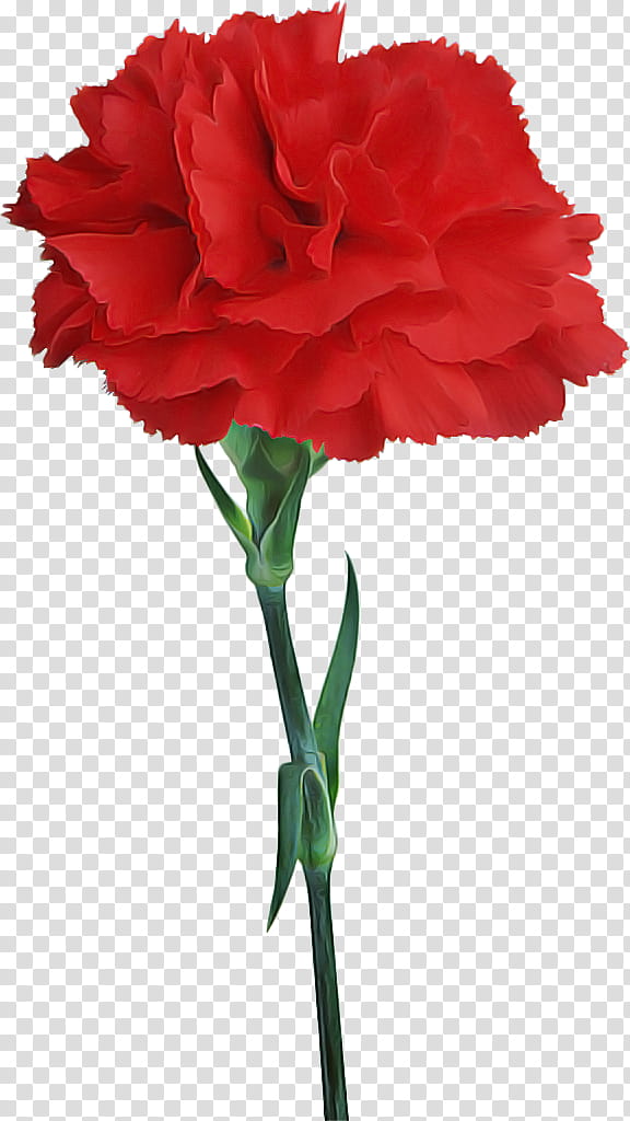 Garden roses, Flower, Red, Plant, Cut Flowers, Carnation, Petal, Plant Stem transparent background PNG clipart