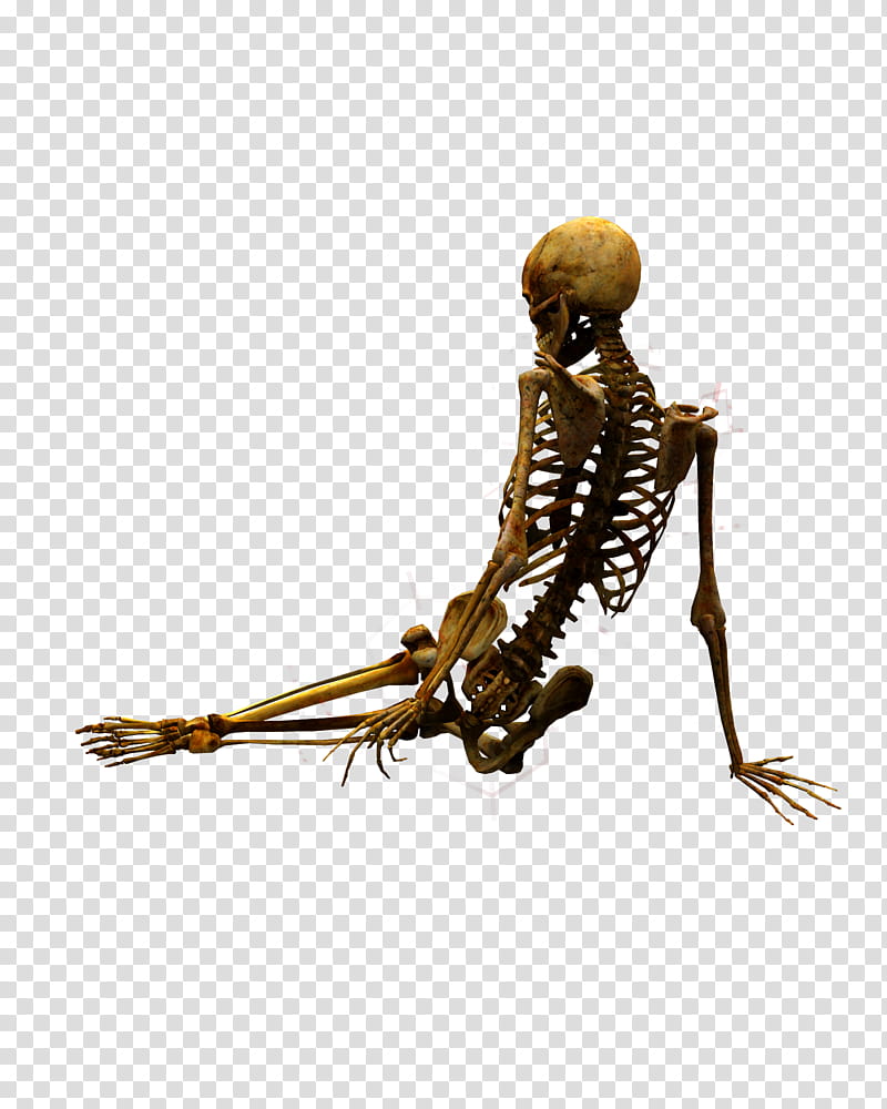 E S Bones I, sitting human skeleton transparent background PNG clipart