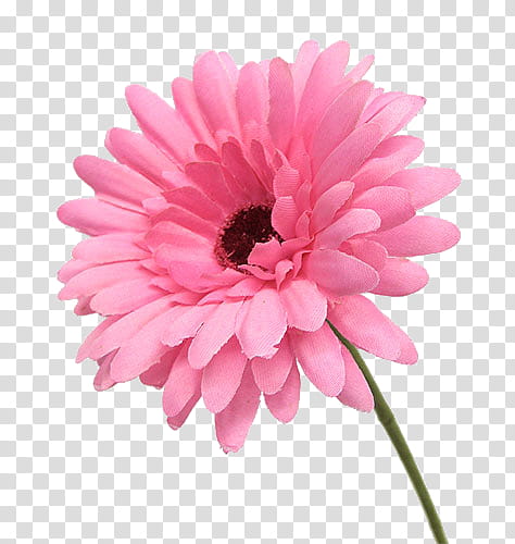 New s, pink gerbera daisy transparent background PNG clipart