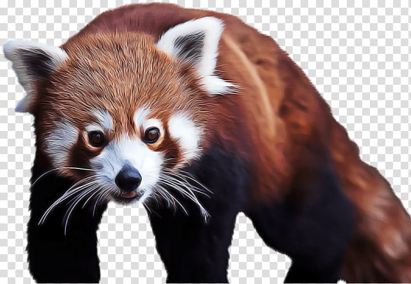 Bear, Giant Panda, Red Panda, Raccoon, Chengdu Research Base Of Giant Panda Breeding, National Zoo Aquarium, Drawing, Cuteness transparent background PNG clipart