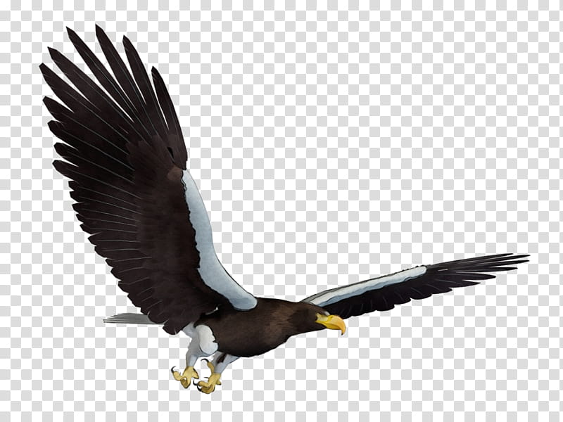 Sea Bird, Watercolor, Paint, Wet Ink, Bald Eagle, Golden Eagle, Vulture, Hawk transparent background PNG clipart