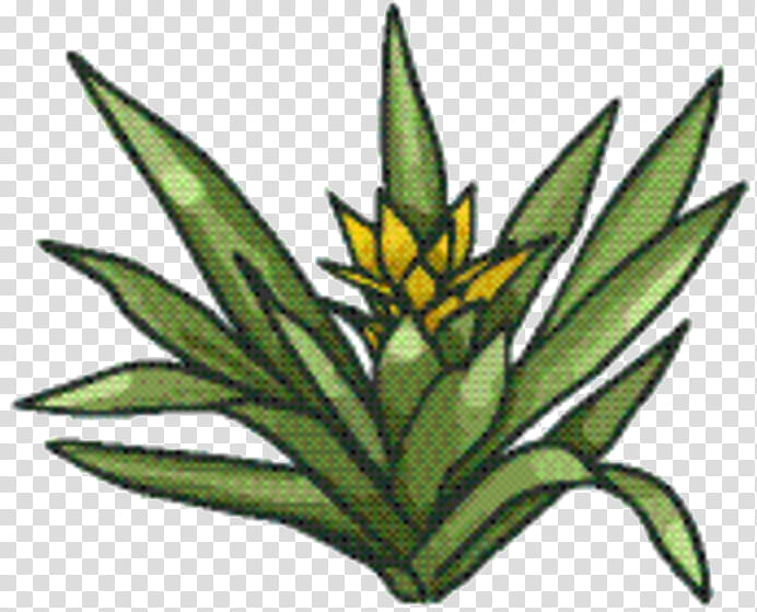 Hemp Leaf, Lolium Temulentum, Plants, Plant Stem, Flower, Physician, Collecting, Ryegrass transparent background PNG clipart