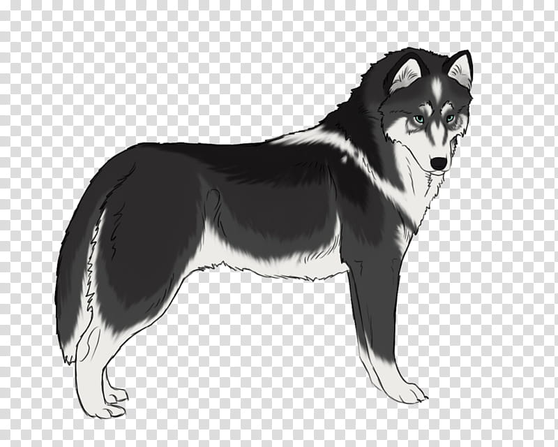 Wolf Drawing, Siberian Husky, Sakhalin Husky, Alaskan Malamute, Seppala Siberian Sleddog, Alaskan Husky, Labrador Husky, Greenland Dog transparent background PNG clipart