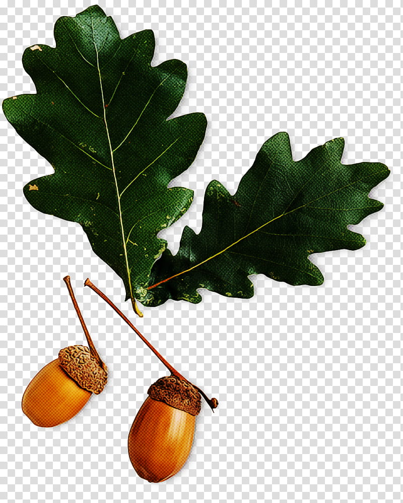 Plane, Leaf, Tree, Plant, Nut, Woody Plant, Flower, Oak transparent background PNG clipart