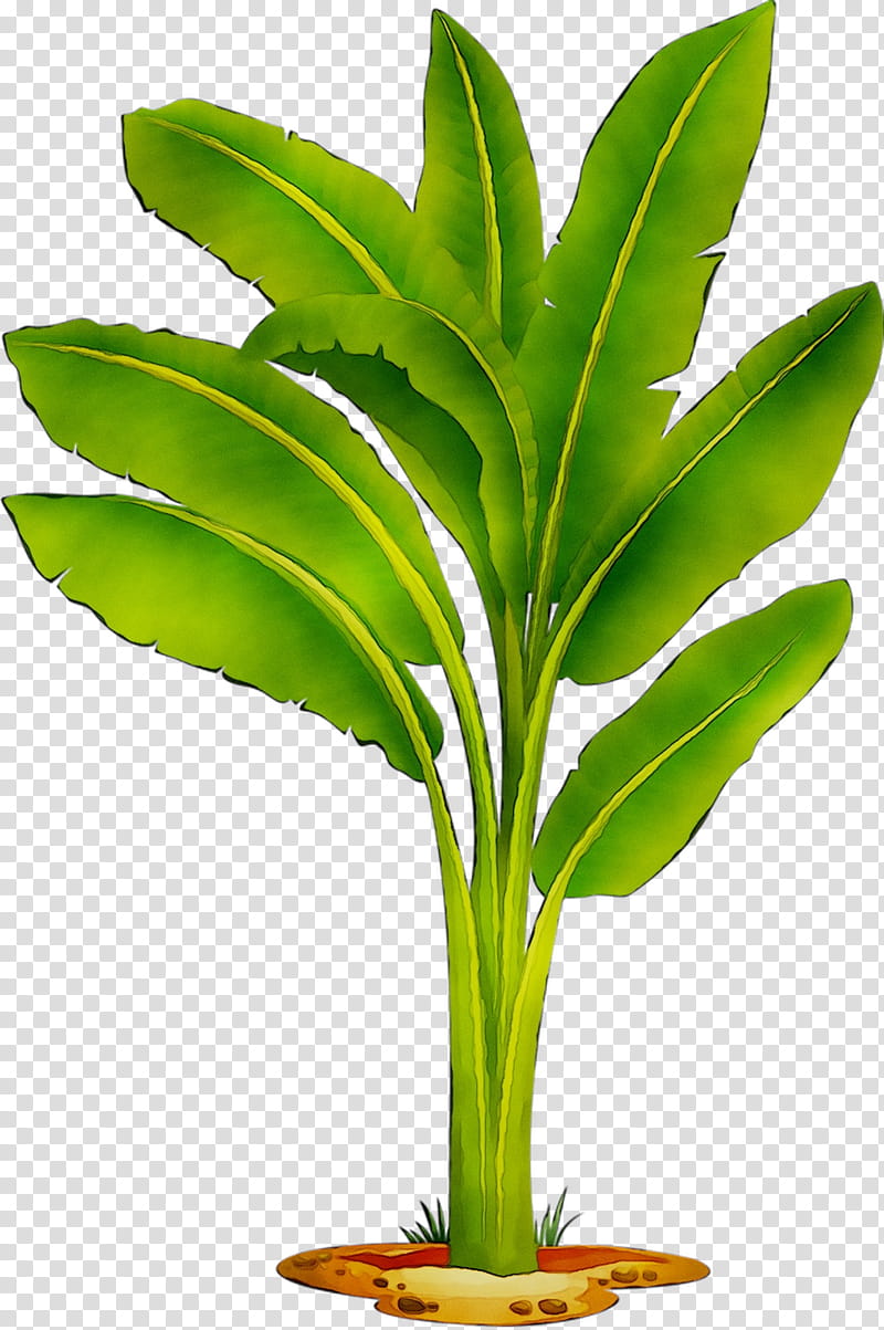Banana Leaf, Red Banana, Coconut, Silhouette, Rendering, Flowerpot, Houseplant, Terrestrial Plant transparent background PNG clipart