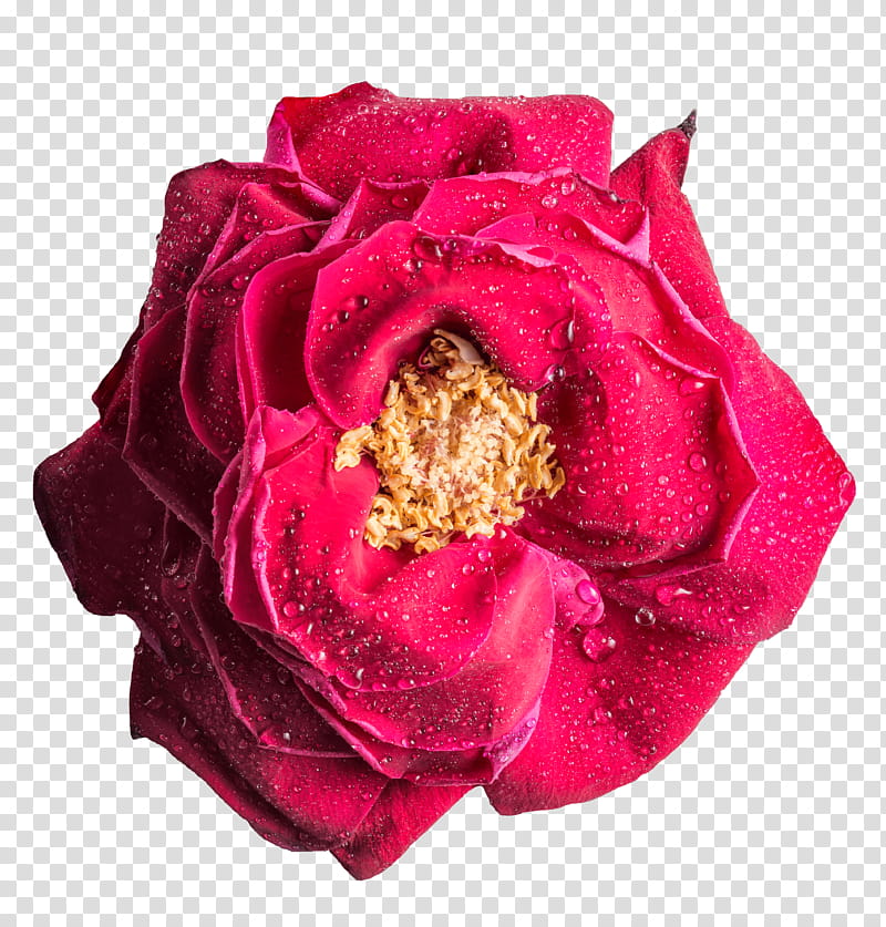 Rose HD, red rose with yellow powder transparent background PNG clipart