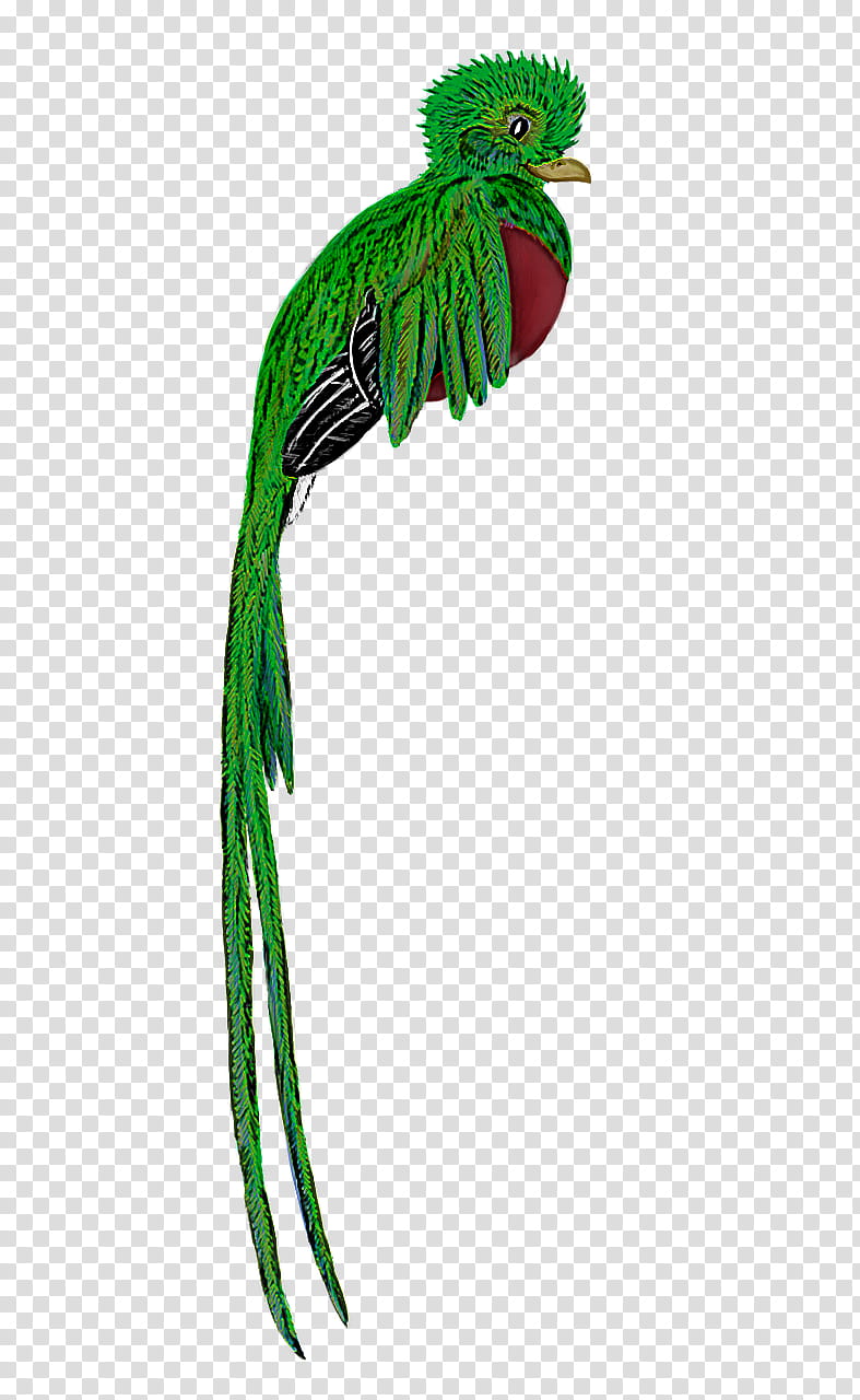 green quetzal plant parrot bird, Macaw, Beak, Costume Accessory transparent background PNG clipart
