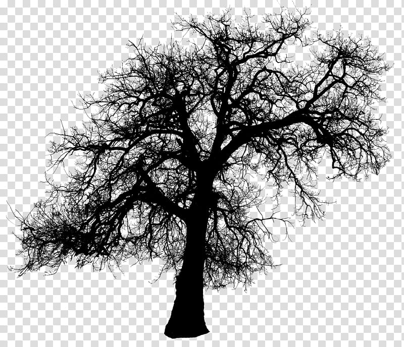 Tree Silhouette  HB, black bare tree illustration transparent background PNG clipart
