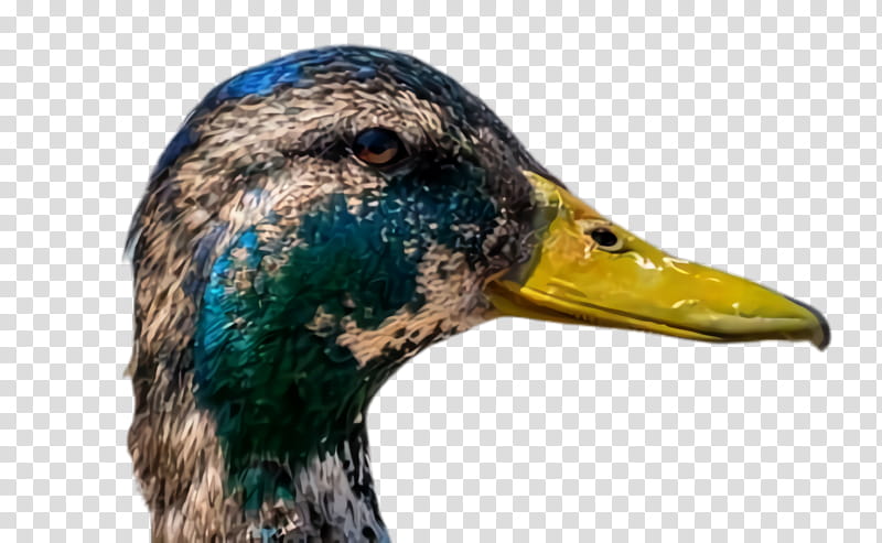 duck bird mallard beak water bird, Ducks Geese And Swans, Waterfowl, Hunting Decoy, American Black Duck transparent background PNG clipart