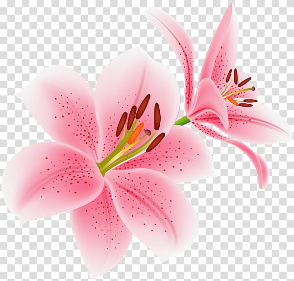 transparent pink lily