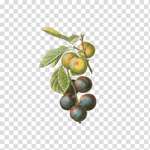Fruit, fruits illustration transparent background PNG clipart