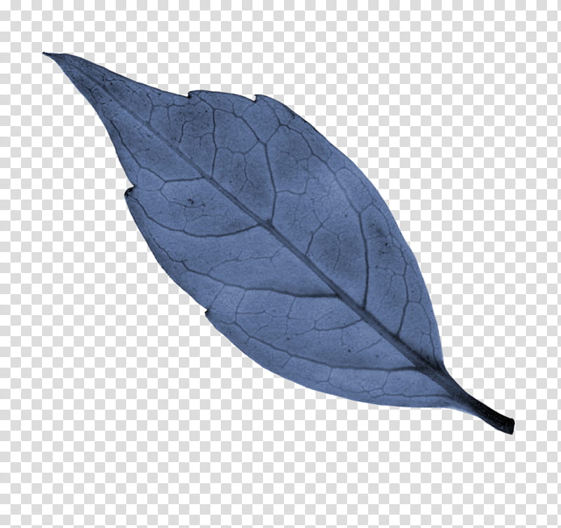 Blue s, gray leaf transparent background PNG clipart