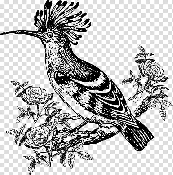 Bird Line Drawing, Beak, Feather, Pencil, Animal, Flower, Cuculiformes, Coraciiformes transparent background PNG clipart