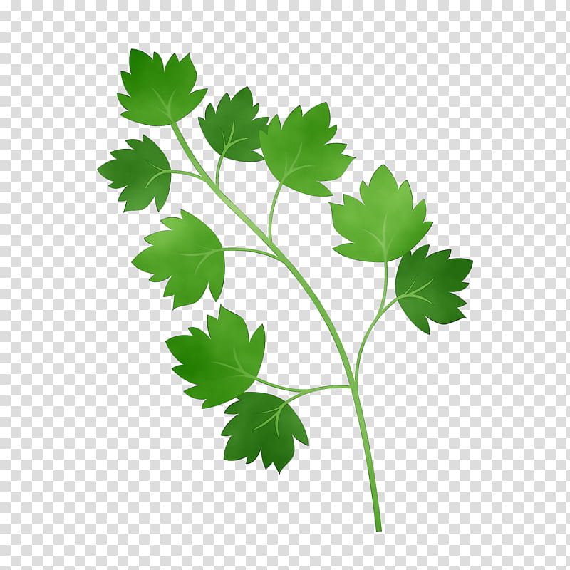 Flower Leaves, Parsley, Coriander, M 0d, Common Grape Vine, Grape Leaves, Leaf, Plant Stem transparent background PNG clipart