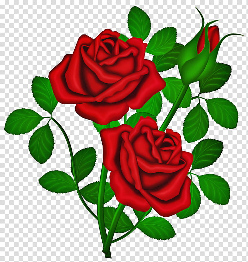 Garden roses, Flower, Red, Hybrid Tea Rose, Rose Family, Plant, Flowering Plant, Petal transparent background PNG clipart