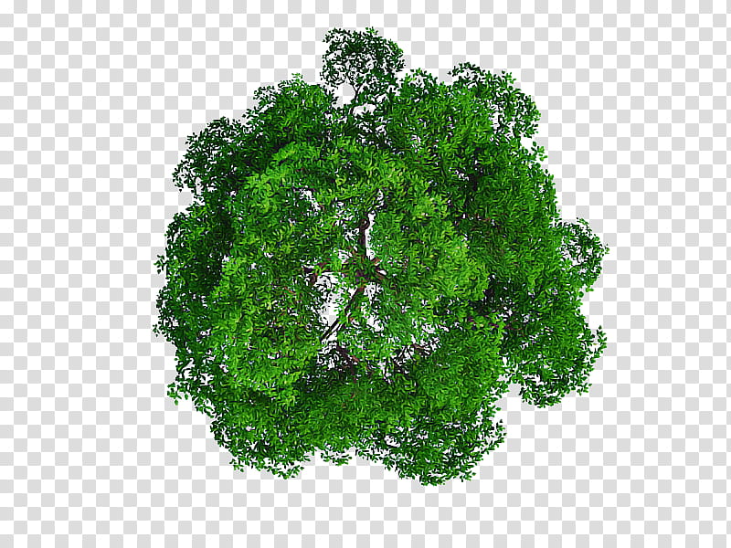 green leaf plant grass tree, Leaf Vegetable, Aquarium Decor, Moss, Mineral, Flower transparent background PNG clipart