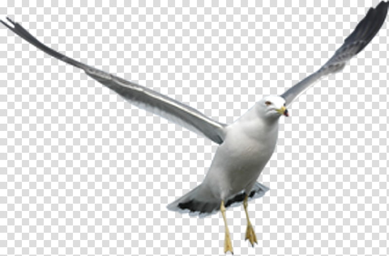 Bird, Gulls, Common Gull, Beak, Feather, Seabird, Tail transparent background PNG clipart
