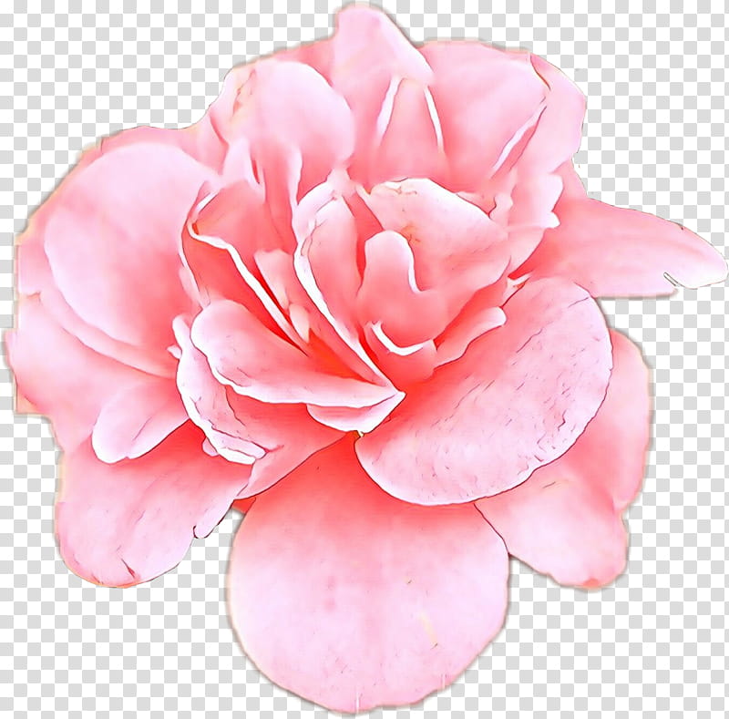 Rose, Cartoon, Petal, Pink, Flower, Plant, Flowering Plant, Japanese Camellia transparent background PNG clipart