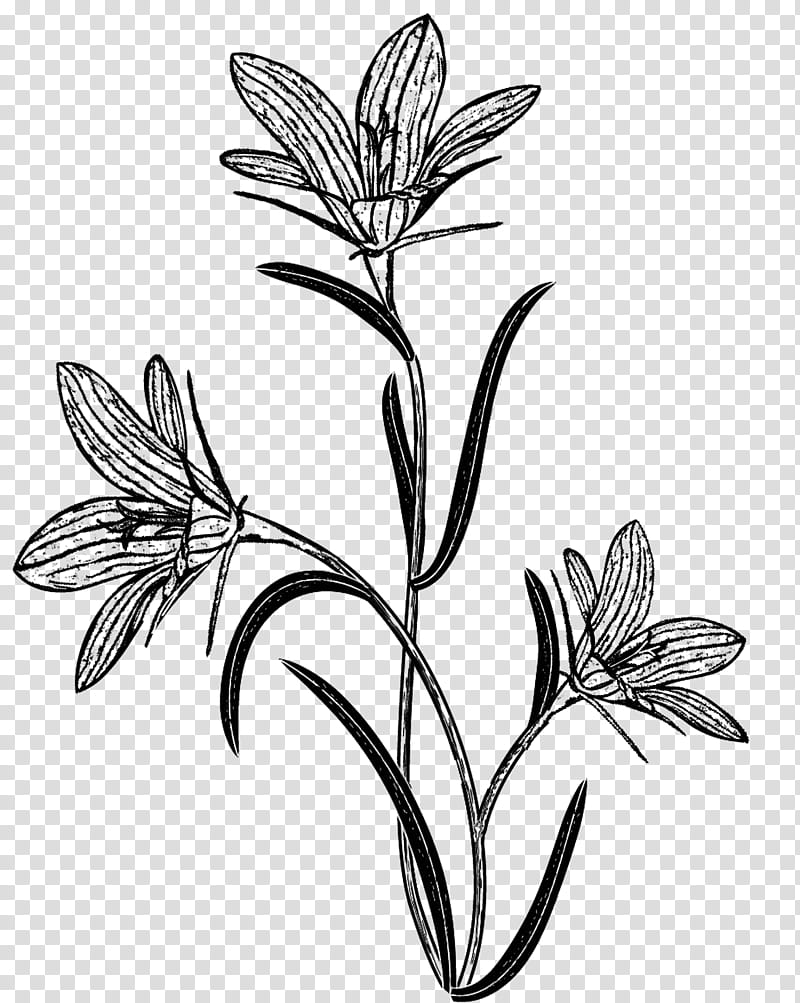 Flowers Brushes Sets, black flower illustration transparent background PNG clipart