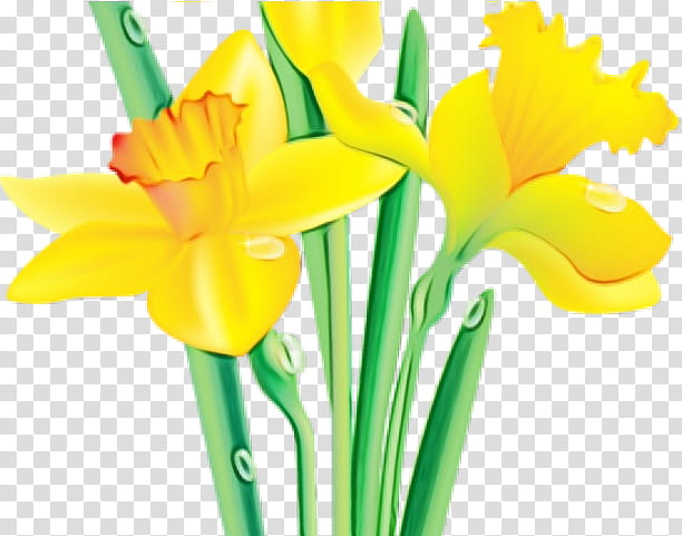 cut flowers yellow flower narcissus, Watercolor, Paint, Wet Ink, Plant, Flowering Plant, Petal, Flowerpot transparent background PNG clipart