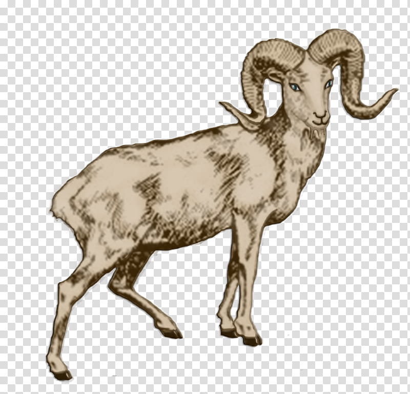 Drawing Of Family, Argali, Sheep, Moon, Barbary Sheep, Goat, Full Moon, Horn transparent background PNG clipart