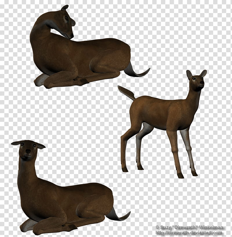 Deer doe, three brown animals transparent background PNG clipart