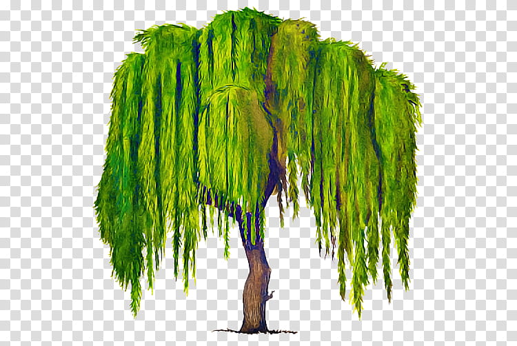 green tree willow plant woody plant transparent background PNG clipart