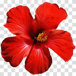 Red Flowers, red hibiscus transparent background PNG clipart