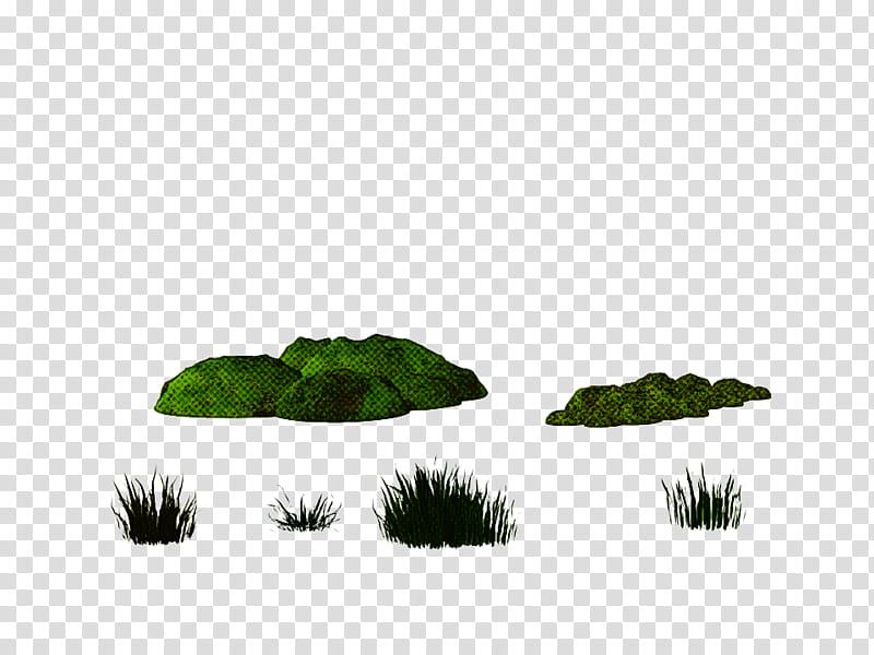 green leaf grass plant non-vascular land plant, Nonvascular Land Plant, Chlorophyta, Vascular Plant transparent background PNG clipart