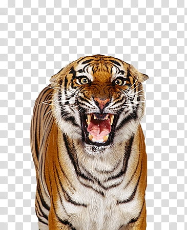 tiger, closeup of tiger transparent background PNG clipart