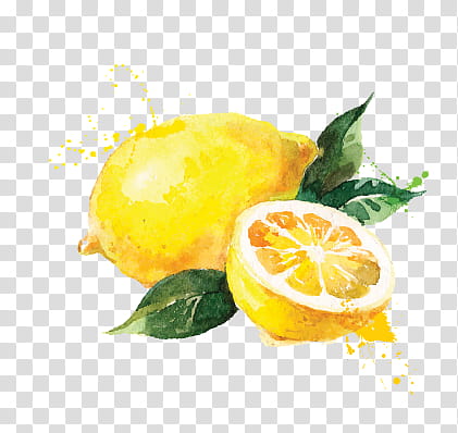 , lemon fruits illustration transparent background PNG clipart