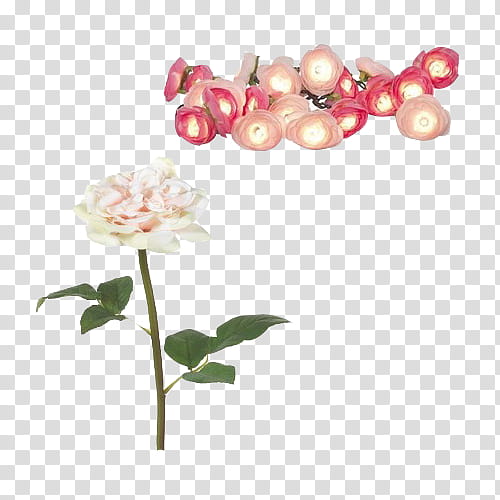 Vintage Flora Items, white rose transparent background PNG clipart