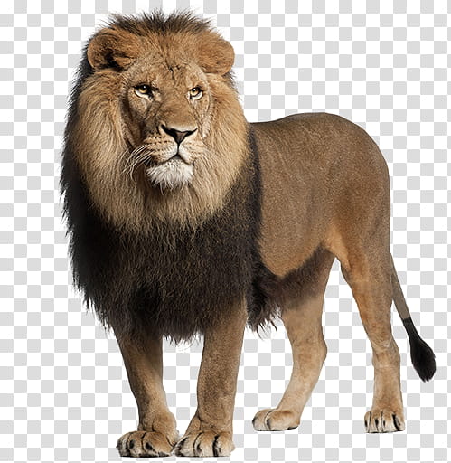 Lion, Roar, Lions Roar, White Lion, Animal, Panthera, Masai Lion, Wildlife transparent background PNG clipart