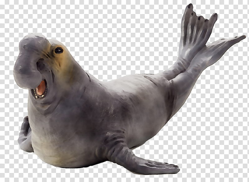 Lion, Sea Lion, Harbor Seal, Pet, Beak, Pinniped, Animal, California Sea Lion transparent background PNG clipart