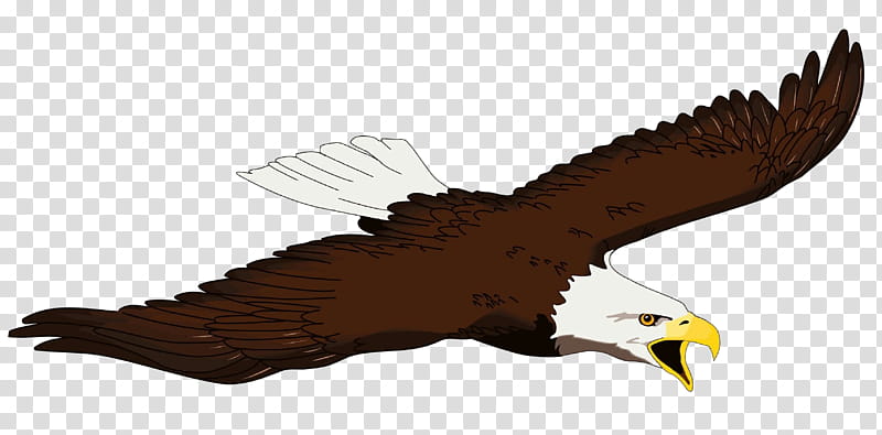 Bird, Bald Eagle, Beak, Eagle Feather Law, Osprey, Hawk, Golden Eagle, Vulture transparent background PNG clipart