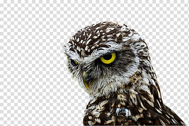 owl bird bird of prey beak western screech owl, Great Grey Owl, Falconiformes, Wildlife transparent background PNG clipart