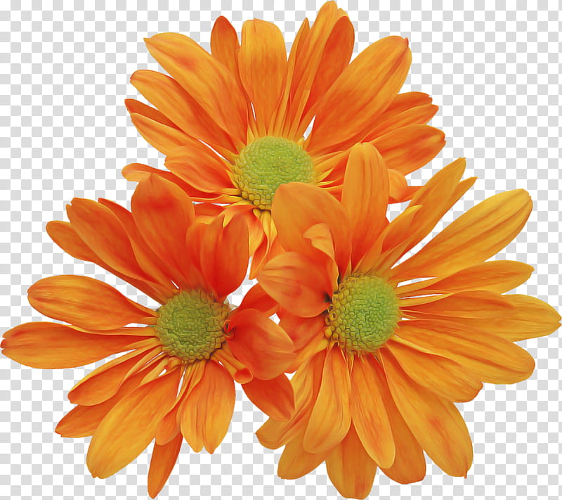 Orange, Flowering Plant, Barberton Daisy, Gerbera, English Marigold, Petal, Cut Flowers, Yellow transparent background PNG clipart