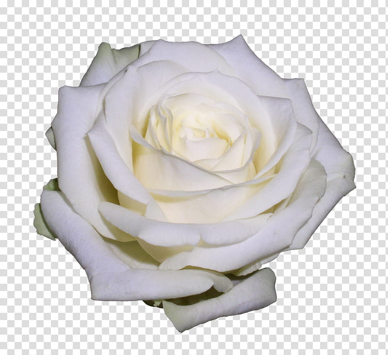 Black And White Flower, Garden Roses, Cabbage Rose, Floribunda, Cut Flowers, White Rose Of York, Black Rose, Drawing transparent background PNG clipart