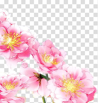 OD de flores , pink petaled flower transparent background PNG clipart