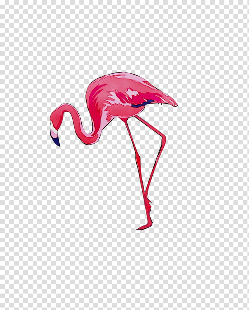 Pink Flamingo, Bird, Greater Flamingo, Drawing, Phoenicopterus, Cartoon, Flamingos, Water Bird transparent background PNG clipart