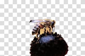 Bumblebee, Insect, Honeybee, Wasp, Membranewinged Insect, Eumenidae, Pest, Hornet transparent background PNG clipart thumbnail