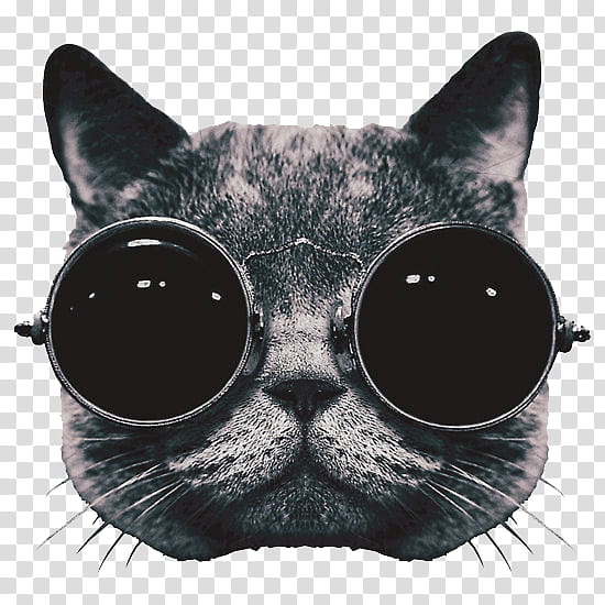 s, black fur cat with sunglasses graphic transparent background PNG clipart