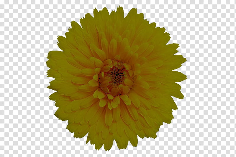 sunflower, Yellow, Plant, Pollen, English Marigold, Petal, Cut Flowers transparent background PNG clipart