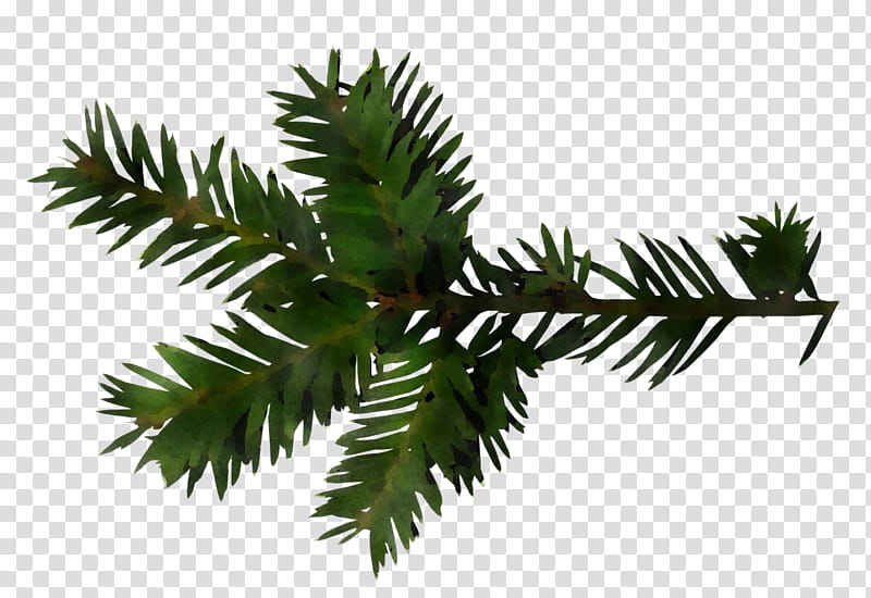 balsam fir yellow fir shortleaf black spruce oregon pine tree, Canadian Fir, Plant, Jack Pine, Colorado Spruce, Sitka Spruce transparent background PNG clipart