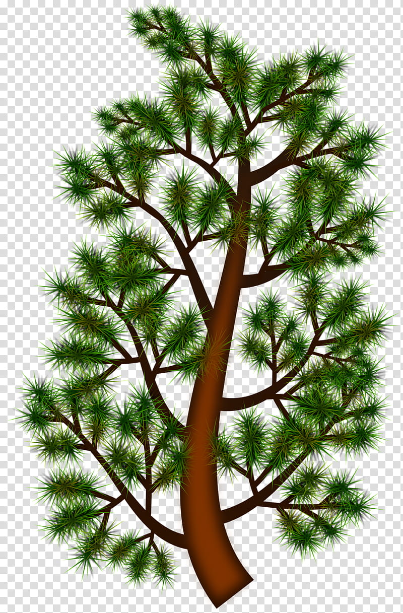 Family Tree, Graphic Borders, Conifers, Pine, Branch, Spruce, Fir, Drawing transparent background PNG clipart