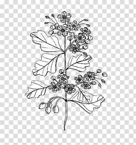 mochizuki  plants, gray flower sketch transparent background PNG clipart